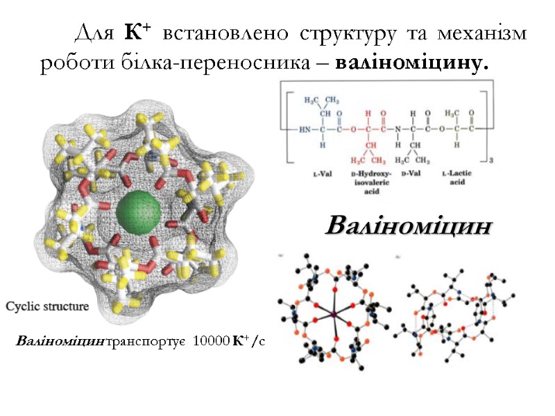 Валіноміцин Валіноміцин транспортує  10000 К+/с   Для К+ встановлено структуру та механізм